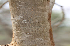 Terminalia paniculata